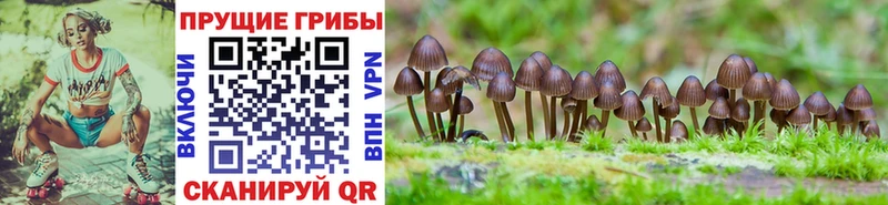 маркетплейс формула  Тотьма  Галлюциногенные грибы GOLDEN TEACHER 